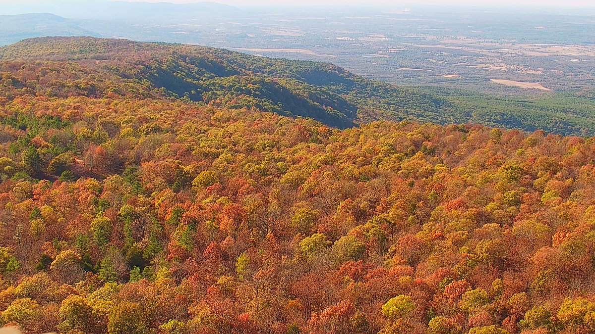 Peak or near peak conditions at the very top of Cavanal Hill, in OK (elevation we're looking at here is in the 2,200' to 2,300' range)

Colors do seem to routinely peak earlier here than in many other places, so, not especially early for this exact location
#okwx 
<a href="/FoliageReport/">The Foliage Report</a>