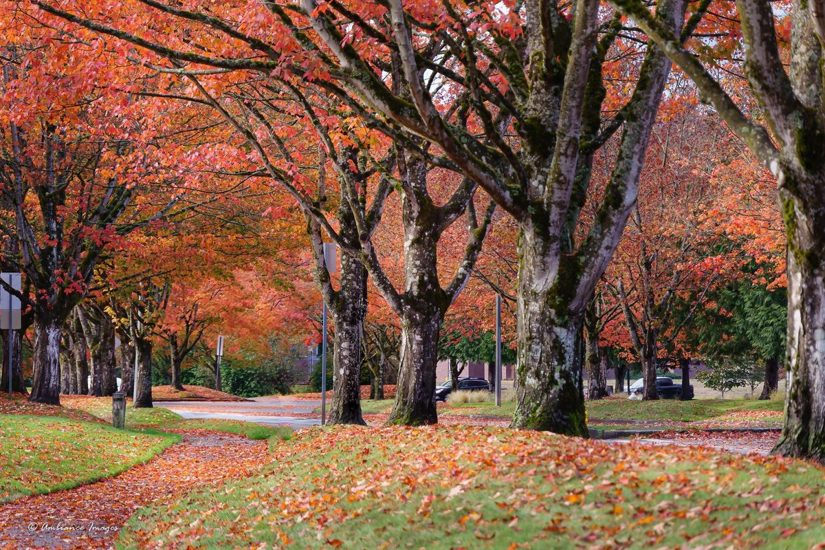 Love the fall colors in the Pacific Northwest~