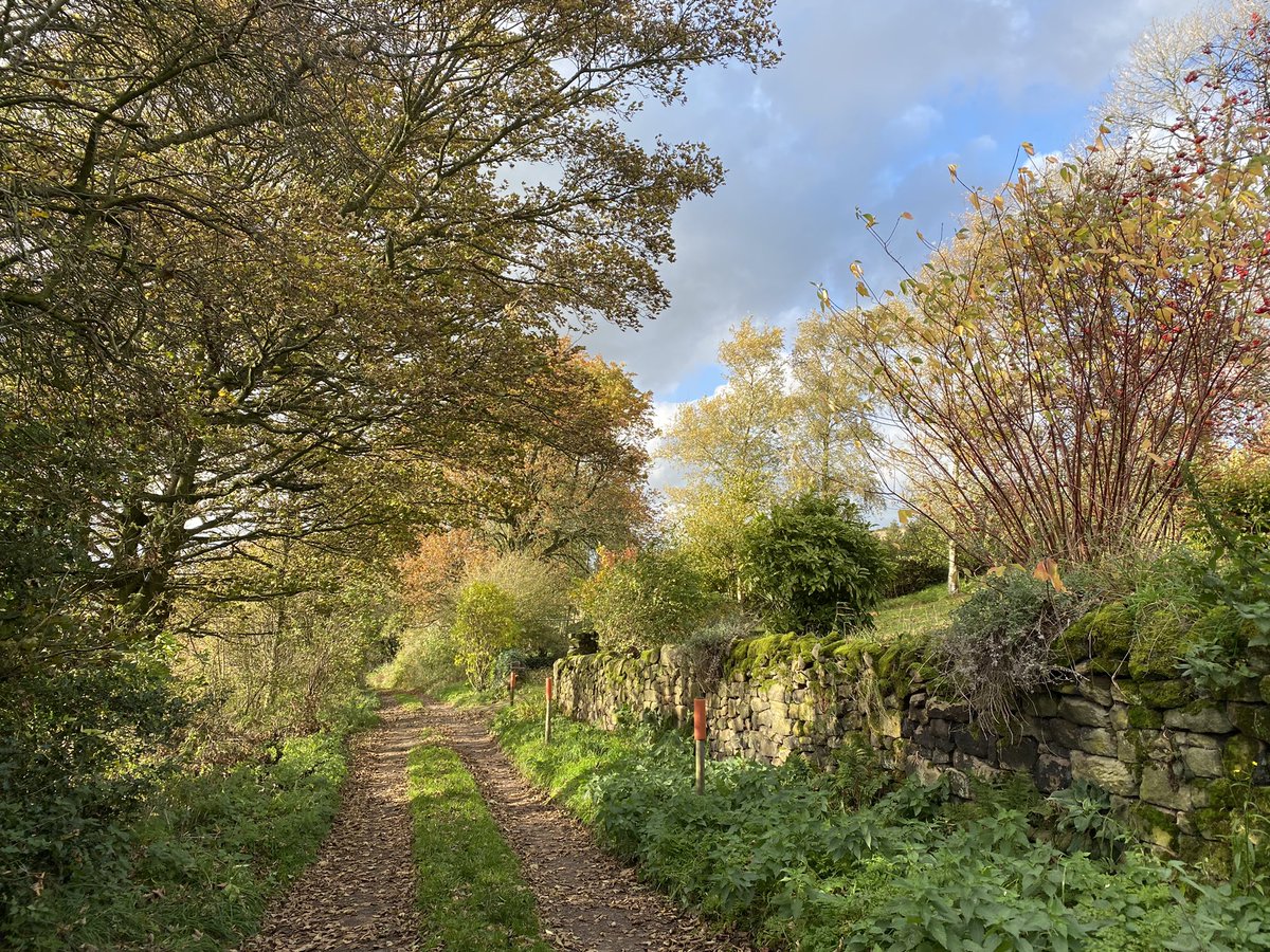 seaparkin's tweet photo. Here comes the lane again⦠oh and a lovely old Sycamore & a deep set track #wirksworth #derbyshire #trees #treelinedlanes #treecop #treeclub @TreasuringTrees https://t.co/p3QU8AEvLJ