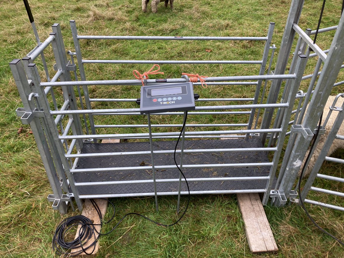 BallindeanRF's tweet photo. So I amended the DIY weighing set up again at the weekend.
Shorter side hurdles next to the weighing platform are 👍
Just need to trim the weigh board a tiny bit & router out areas for the weigh bar feet to sit into the bottom cross bars.
#slowlyslowlycatchymonkey #worksforus https://t.co/RDYQtYINNG