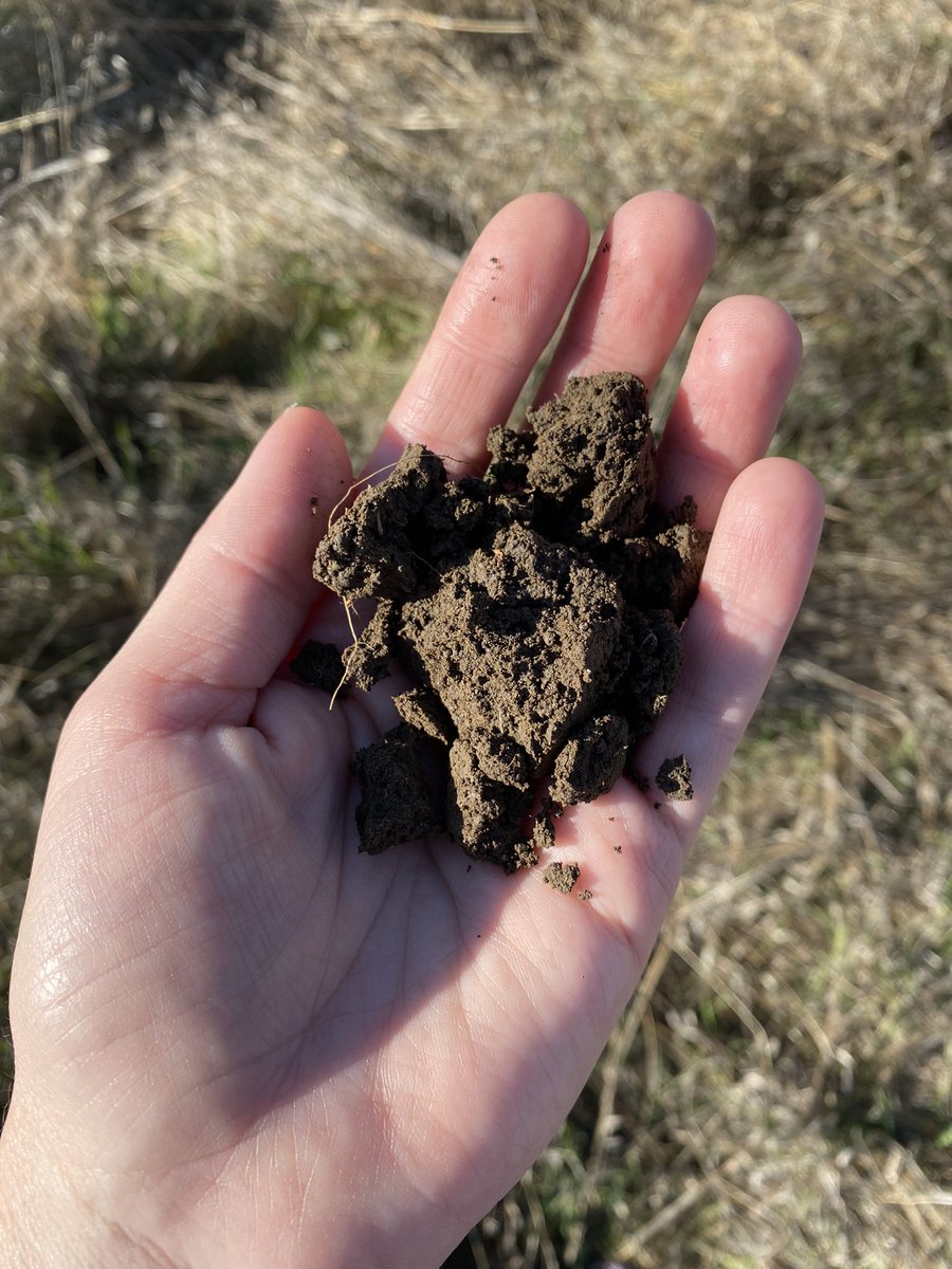 UCDRange's tweet photo. Field fun with the Giddings probe! 🌱🐑

#targetedgrazing #nativeplant #restoration #grasslands #BAAwatch

@UCDavisPlants @ucdavisCAES @ucanr https://t.co/7IZbUuLV2g