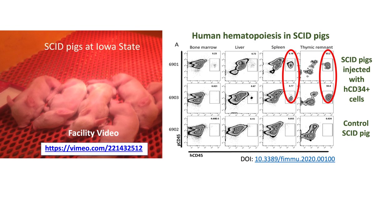 Available immediately: post-doctoral fellow position!
Join our team at #IowaState working on a unique and interesting project to study the immunodeficient pig for improving #regenerative #medicine. See PMIDs: 26320255, 32117254, 30723704.
 Apply here: isu.wd1.myworkdayjobs.com/IowaStateJobs/…