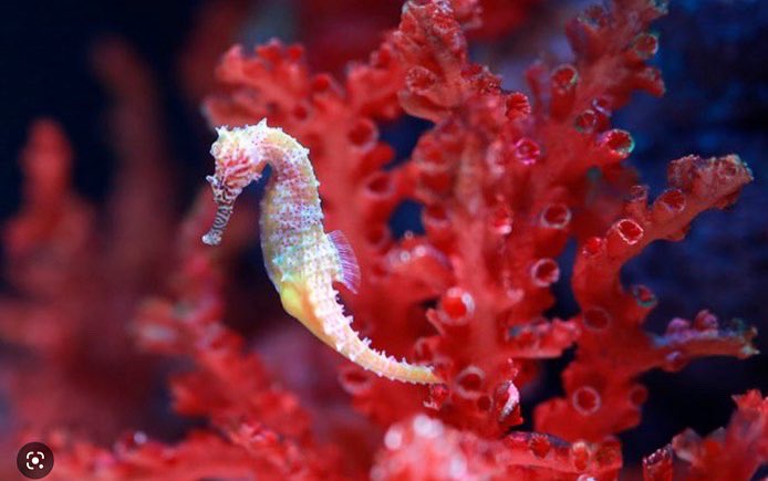 MyplanetF's tweet photo. S.O.S sea horses. They would be extinct in less than 10 years! 150 millions horses are hunted every year only for the chinese market. #traditional #medicine #china #seahorse https://t.co/aoxXbewIzg