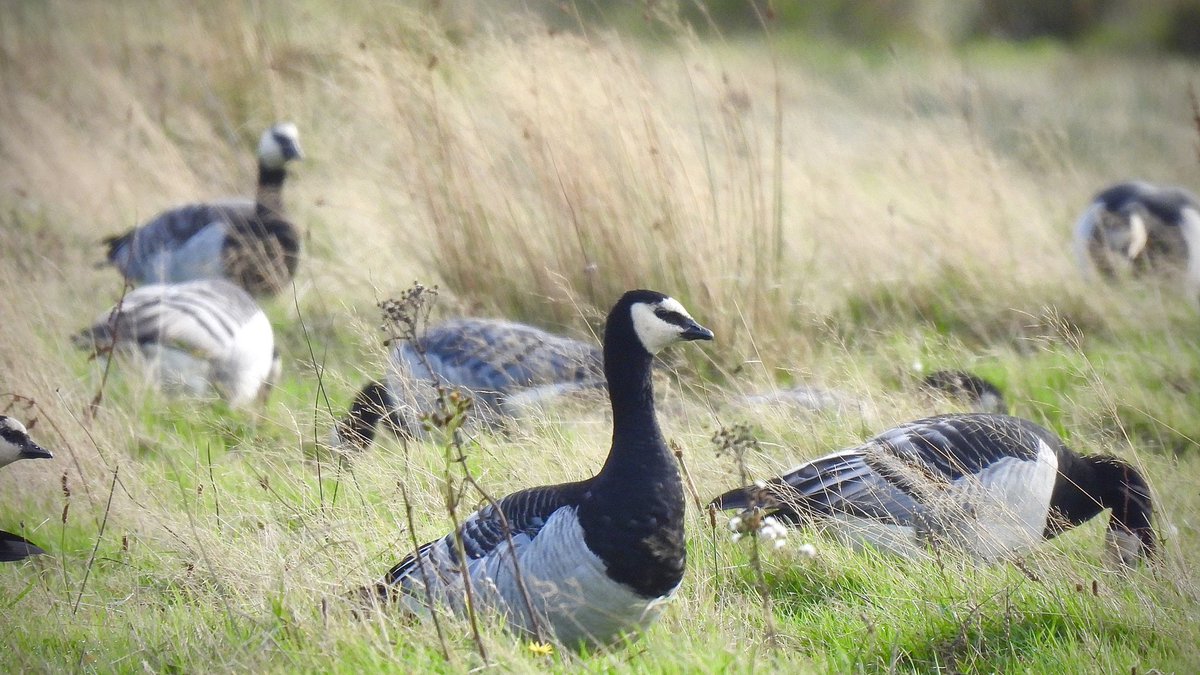 angnatur's tweet photo. Last of the Barnacle Geese posts #Mersehead #rspbMersehead @RSPBScotland @Natures_Voice 
25/10/22 https://t.co/EXCgRfMdwI