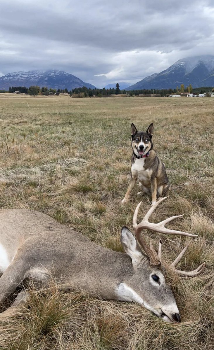 ev_nich's tweet photo. When u live on 35 acres in Montana &amp; can hunt in your own yard and drop a buck like this >>> https://t.co/rH5vR4XvxD