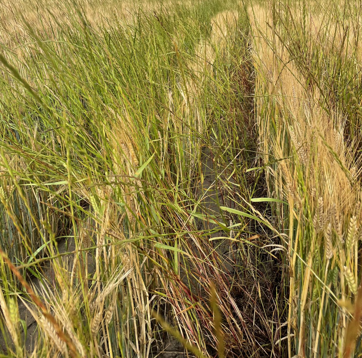 Matt Witney tweet media