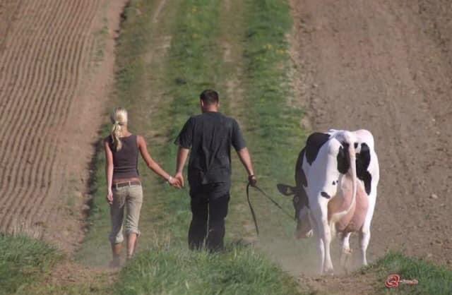 hear me out, you me and our cow out on a walk.