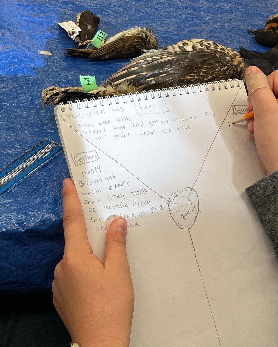 Frances McCoubrey (@flmccoubrey) on Twitter photo I love it when I can use something I learned at Pro-d the next week in class.  We nature journaled in Science this week to gather information about evolution using the I notice… structure from <a href="/JohnMuirLaws/">John Muir Laws</a>.  <a href="/C2C_BC/">C2C-BC</a> <a href="/EEPSA/">EEPSA</a> #takemeouside #PSADay2022 I love it when I can use something I learned at Pro-d the next week in class.  We nature journaled in Science this week to gather information about evolution using the I notice… structure from <a href="/JohnMuirLaws/">John Muir Laws</a>.  <a href="/C2C_BC/">C2C-BC</a> <a href="/EEPSA/">EEPSA</a> #takemeouside #PSADay2022