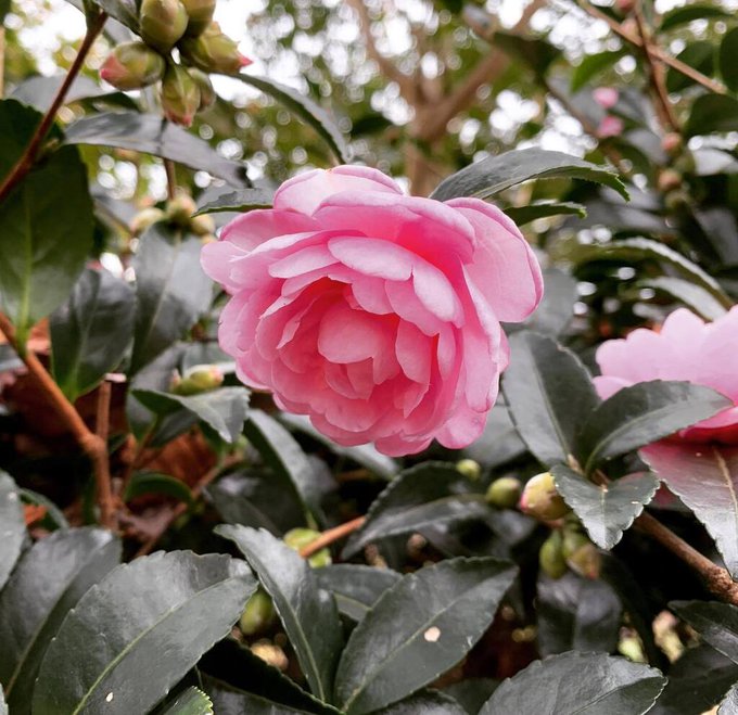 ひろしま遊学の森 広島県緑化センター 広島県立広島緑化植物公園