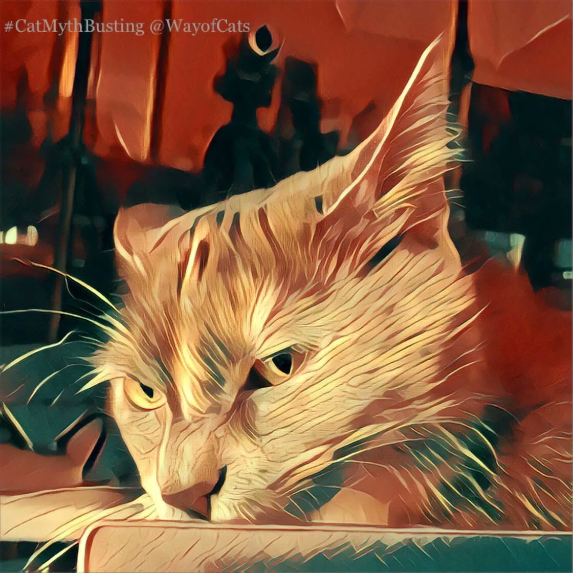 WayofCats's tweet image. Cats are not villains. They want to be friends. - the Way of Cats buff.ly/32f0FDA

Only in the fevered imaginations of Cat Skeptics are cats actually villains.
#CatMythbusting #CatLovers #CatsOfTwitter #CatHearts