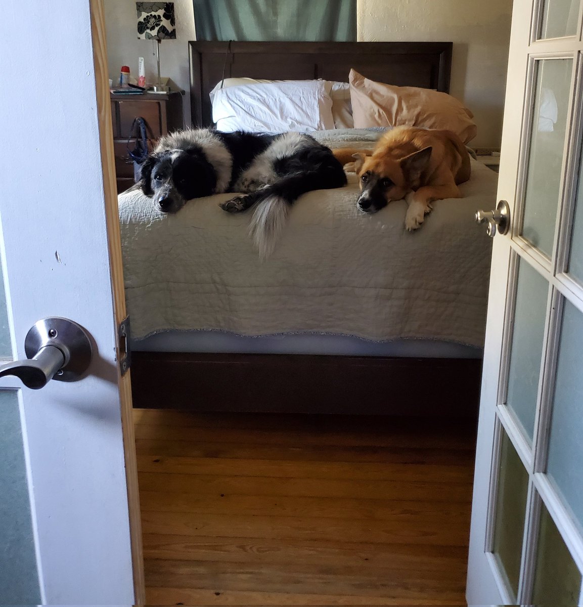 jsamparan's tweet photo. @DannyDeraney @Crosbydoggy Lola and Scout were not ready to start the day. https://t.co/sVdtJ3jl4h