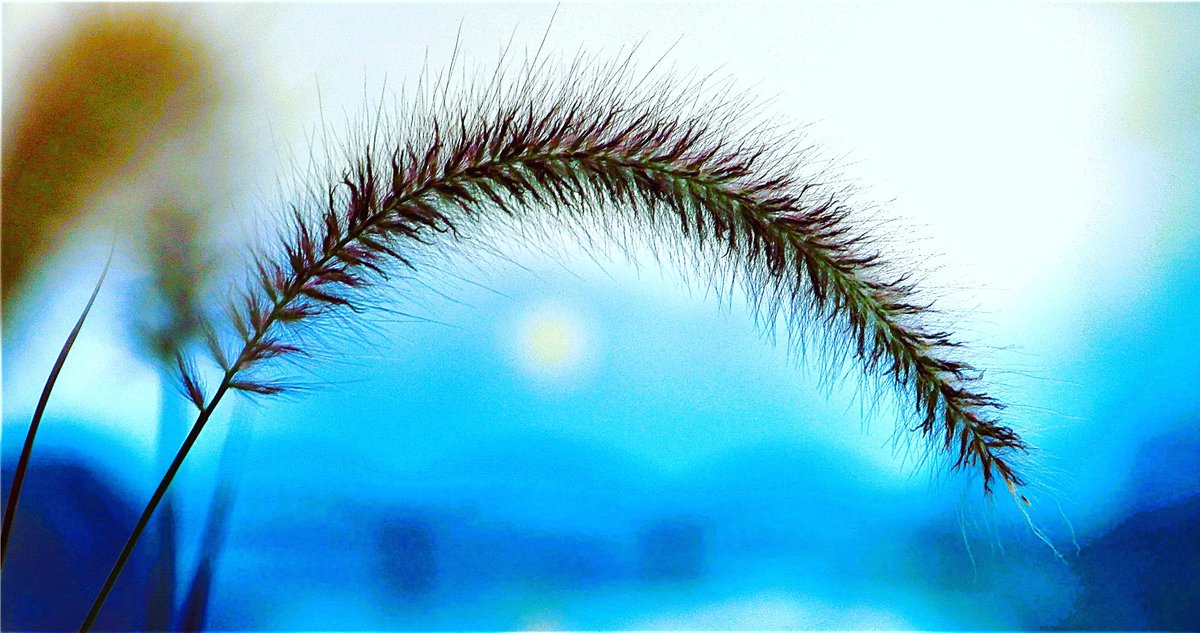 The moon under the common reed