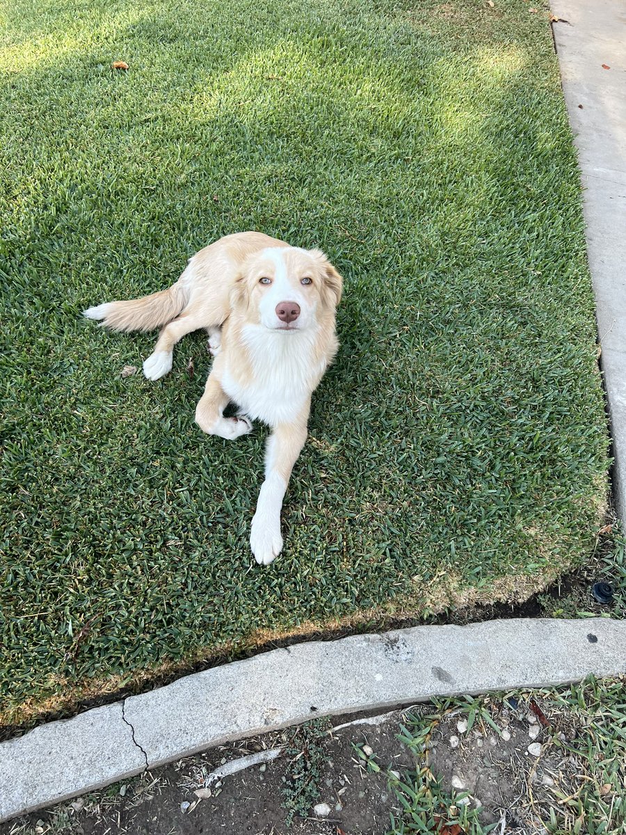 callmevanessa_'s tweet photo. My dog Alvin went missing today if anyone has any information about him or has seen him please let me know!!!!! Near the East LA / Commerce area.😔 https://t.co/QxEklrRwud