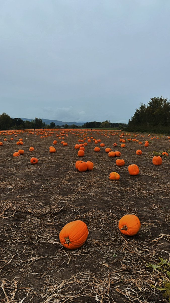 maddisonkep's tweet photo. 🎃🤍✨ https://t.co/Aj5l0NsWUj