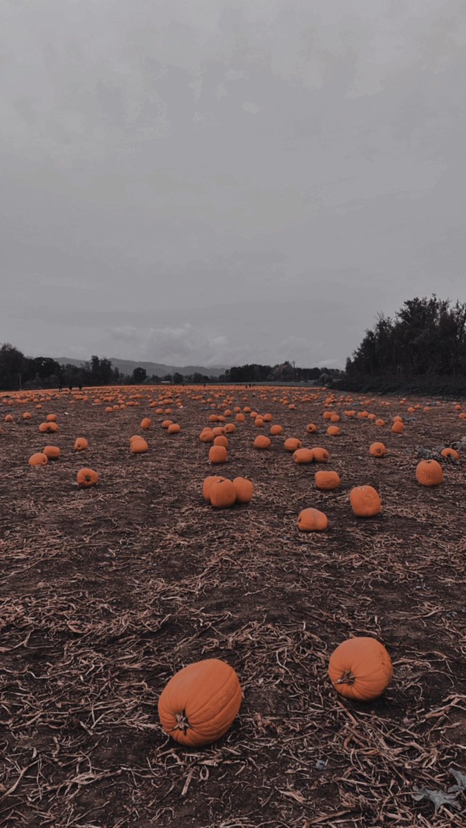 maddisonkep's tweet photo. 🎃🤍✨ https://t.co/Aj5l0NsWUj