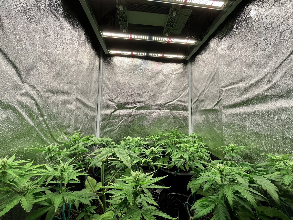 PushnPhosphorus's tweet photo. Day 30:Twisted Tree AutoFlowers 2x Twisted Menageries 2x Nova OGs. Grown in @coastofmaineorg
Follow my friends @CG_Grow @CGDocKaz @williehommero @VaCannaDayz
#Mmembervile #WeedLovers #weedsmokers #WeedLife #Marijuana #CannabisCommunity #OnlyAutoFlowers #OnlyAutos https://t.co/MO9lLs6rHz