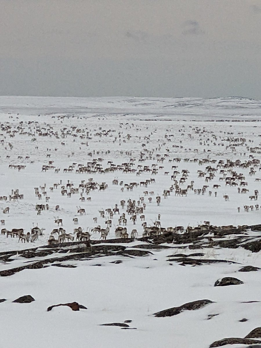 jeffseeteenak's tweet photo. Pics taken yesterday. Caribou herd passing by our community. Was a beautiful sight to see. https://t.co/r8rOIeqdgo