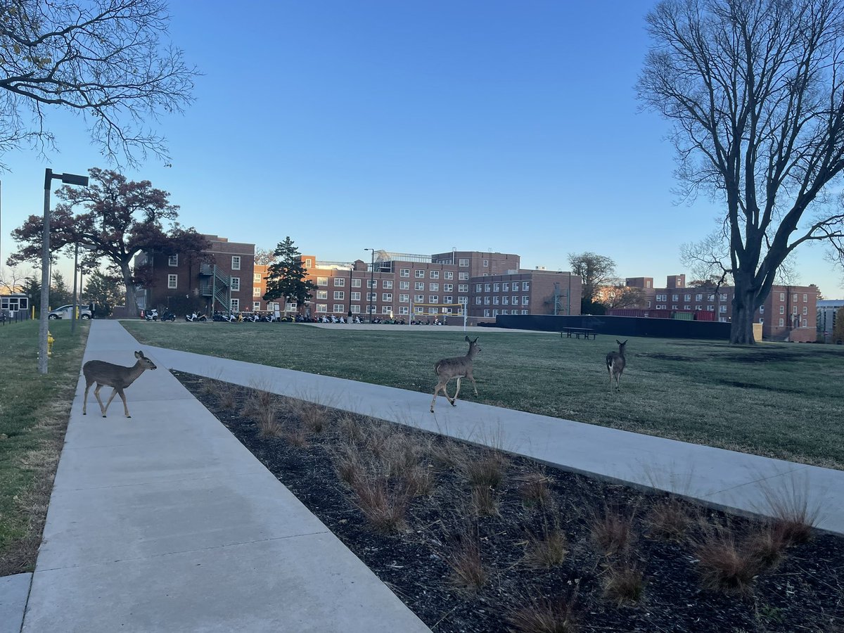 jockschat's tweet photo. This group of visitors was definitely not looking for their parked vehicles at the #uiowa parking lot…! #uiowa #uihc #iowa #iowacity #deer #whitetaileddeer https://t.co/RwW9WgbPVv