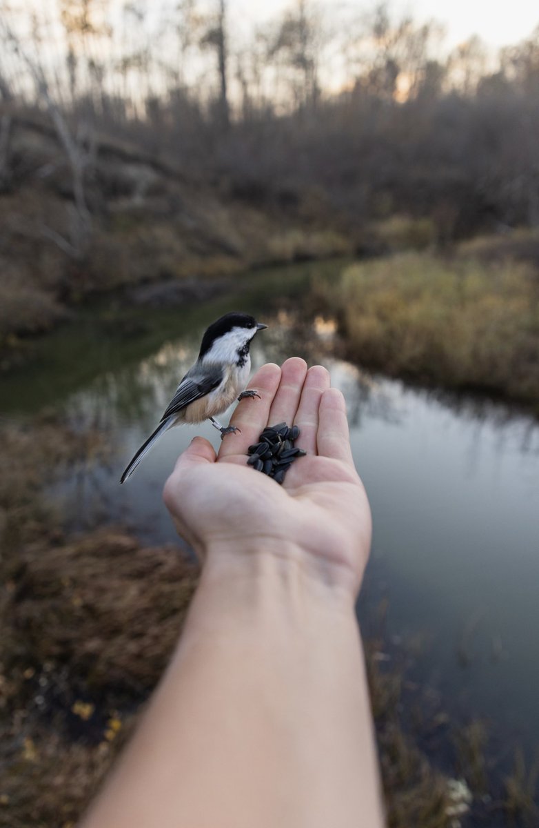 These adorable little birds, known as chickadees, can be found all over the <a href="/Meewasin/">Meewasin</a> Valley, but are mainstays of Beaver Creek Conservation Area.

Interpreters provide visitors with black oil sunflower seeds, which the chickadees love &amp; will eat right from your hands!

1/3 🧵