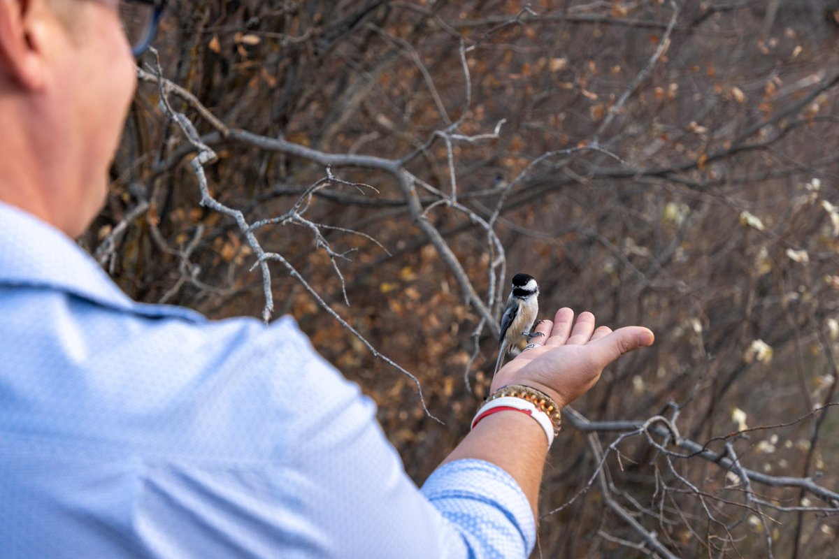 Chickadees are one of the smallest birds to survive in northern climates during the winter. They do this by using their own body fat to keep them warm. Spending most of their days eating seeds, berries, insects, and occasionally fat from animal carcasses. 

2/3 🧵