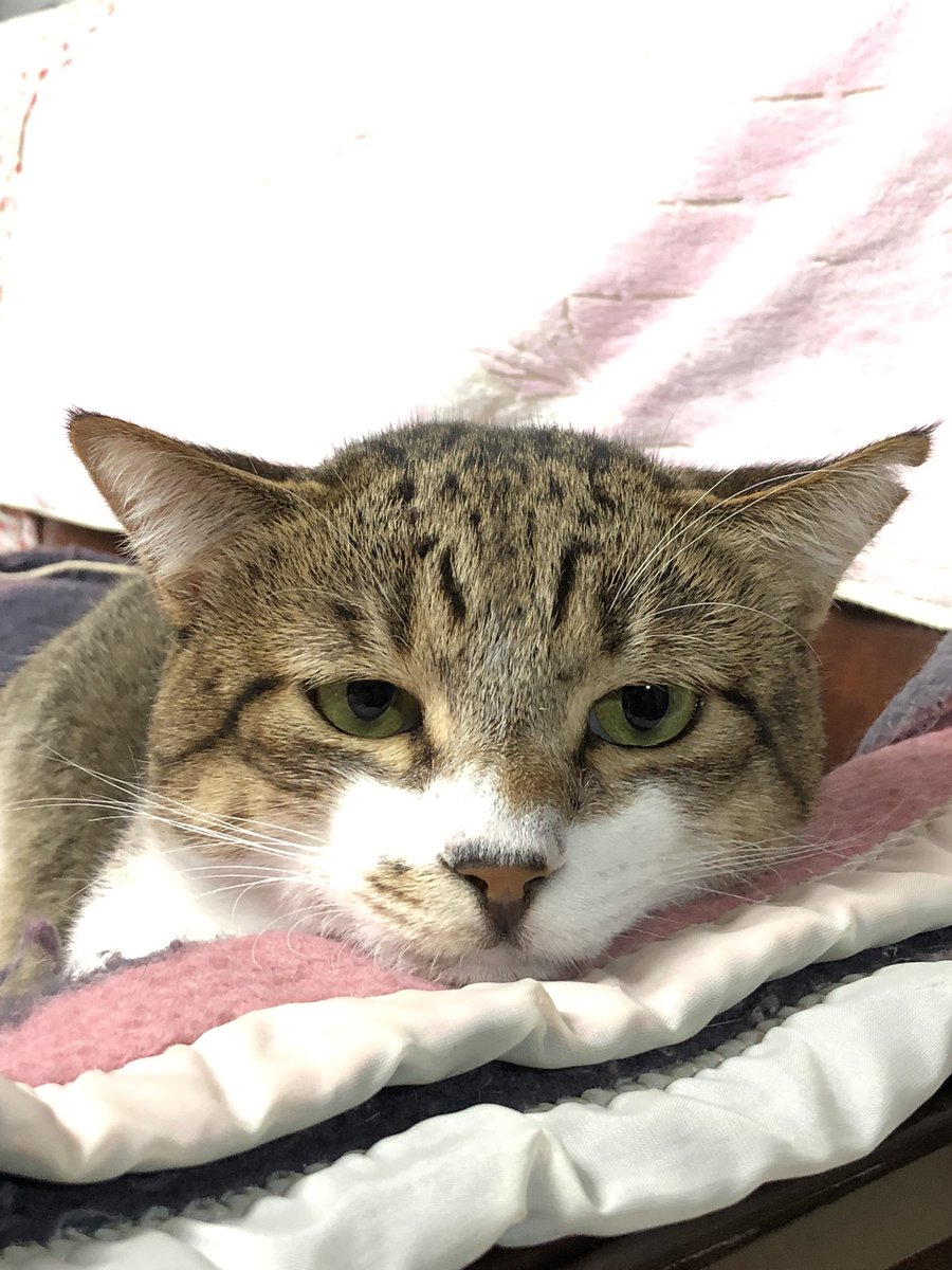 sultandenka's tweet photo. 保護から112日目
食う 寝る 食う
#猫 #ねこ #保護猫 #野良猫 #猫好き #猫がいる暮らし https://t.co/g82pgq8KBR