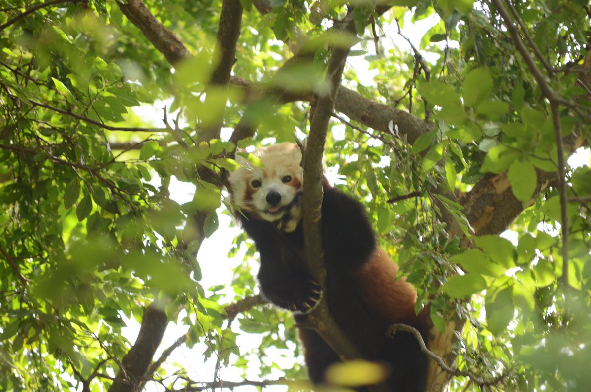 Red Panda tweet media