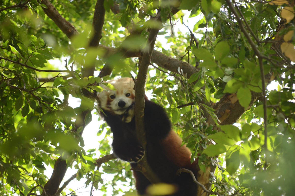 Red Panda tweet media