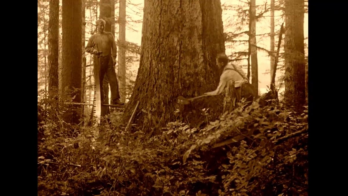 JoeGinClark's tweet photo. Persistence and Loss - my short film about deforestation and cinema - screens Oct. 29 at  Antimatter Media Art Festival in Victoria, BC. Part of a program called The Analog Ocean that will also be available to screen (for free!) online for 24 hours. https://t.co/PII0os7xt2 https://t.co/lixTWAOR7J