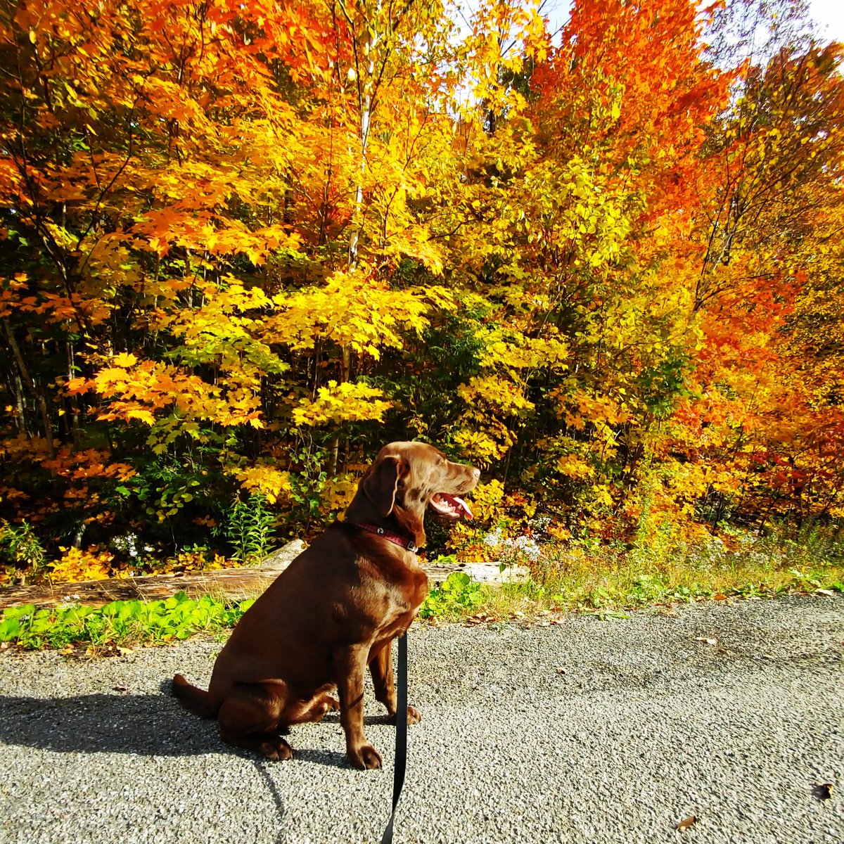 anneandarthur's tweet photo. Cet automne a été haut en couleurs! Duke apprécie particulièrement le soleil doux du mois d'octobre. / This fall has been a stunningly colorful one! Duke the Labrador particularly enjoys the warm October sun. 🍂 #fallcolors #labrador #dogwalking #cantley https://t.co/kkHbeN0NnW