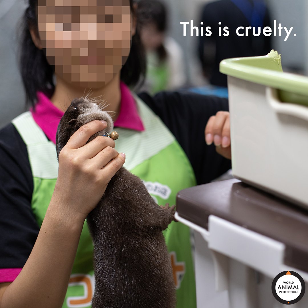 In otter cafes, many otters whimper, shriek, and make distress calls when interacting with customers, and others have been seen biting their claws and exhibiting traumatized behavior. 💔 Please don't ever visit a venue where you can interact with wildlife.
