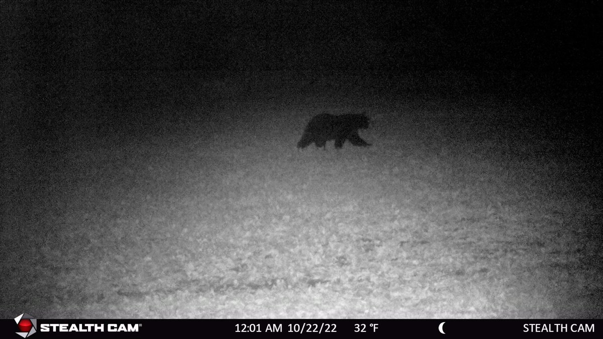 raymondh31's tweet photo. We got a visual of the black bear lurking around the new pole barn. https://t.co/0Zjcwwhp4z