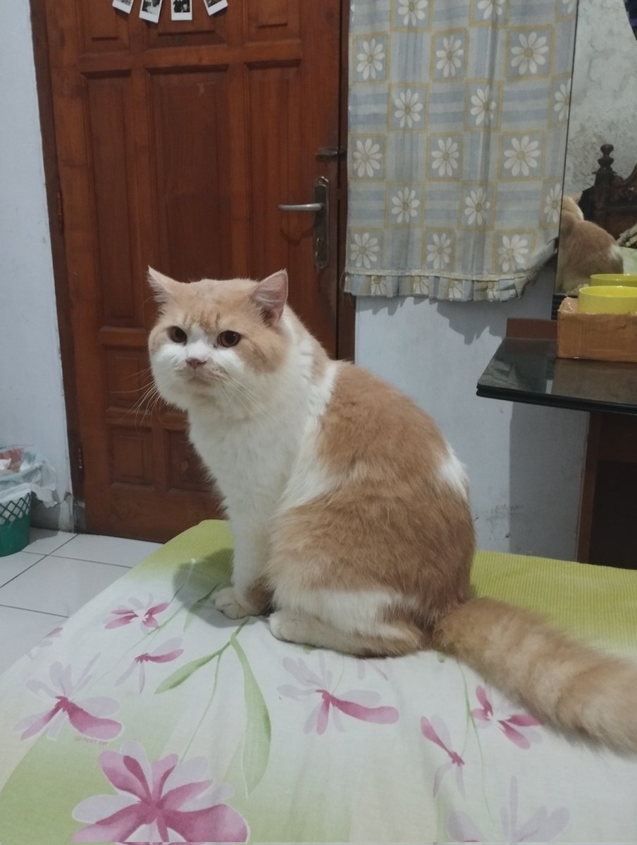 bucingsungguhan's tweet photo. Mbabu ak kpn bgn lg yh ak laper bgt blm mkn dr 20 mnit yg lalu [mrenung] https://t.co/csgIa0FhId