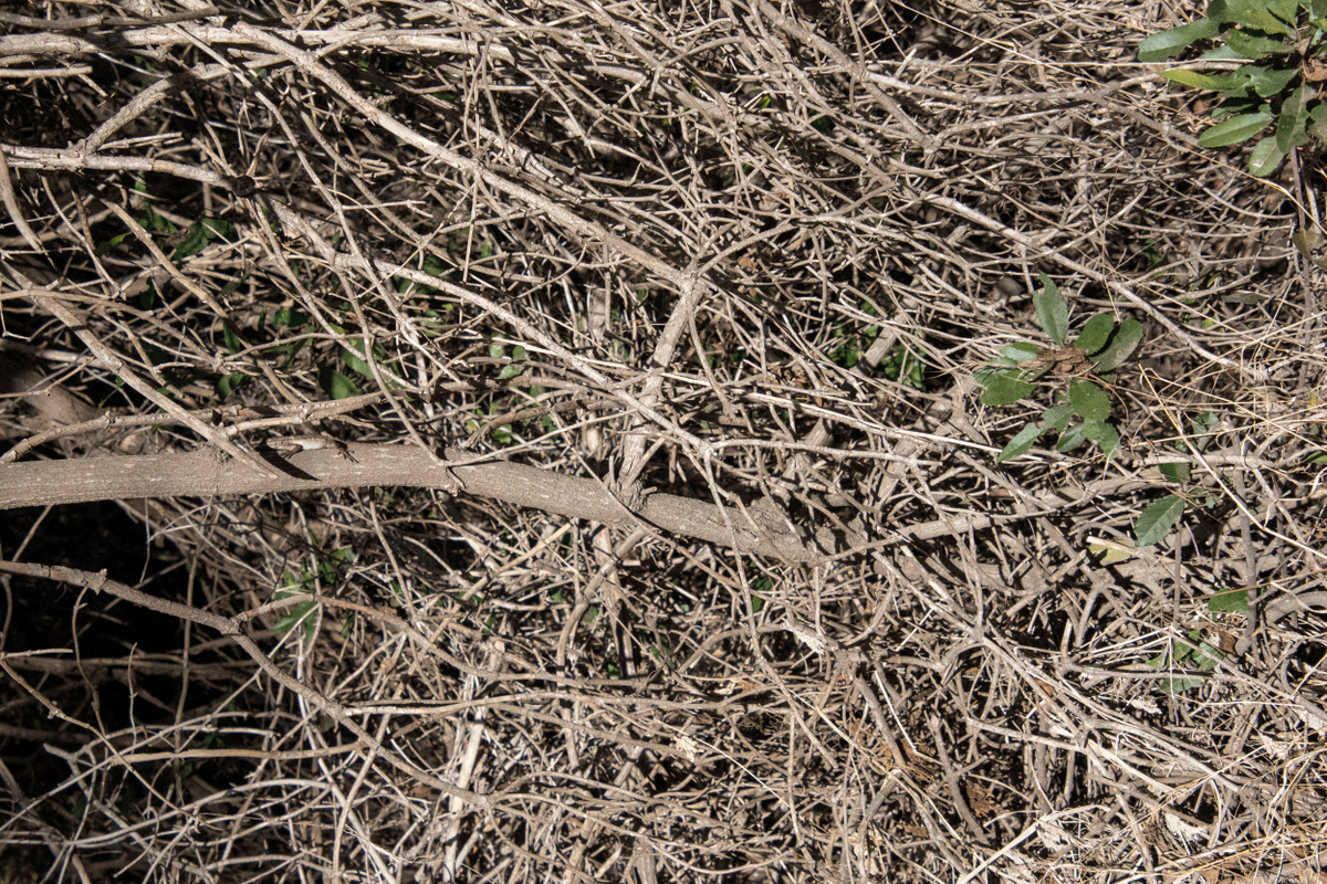 Dr. Earyn McGee, Lizard lassoer 🦎 tweet media