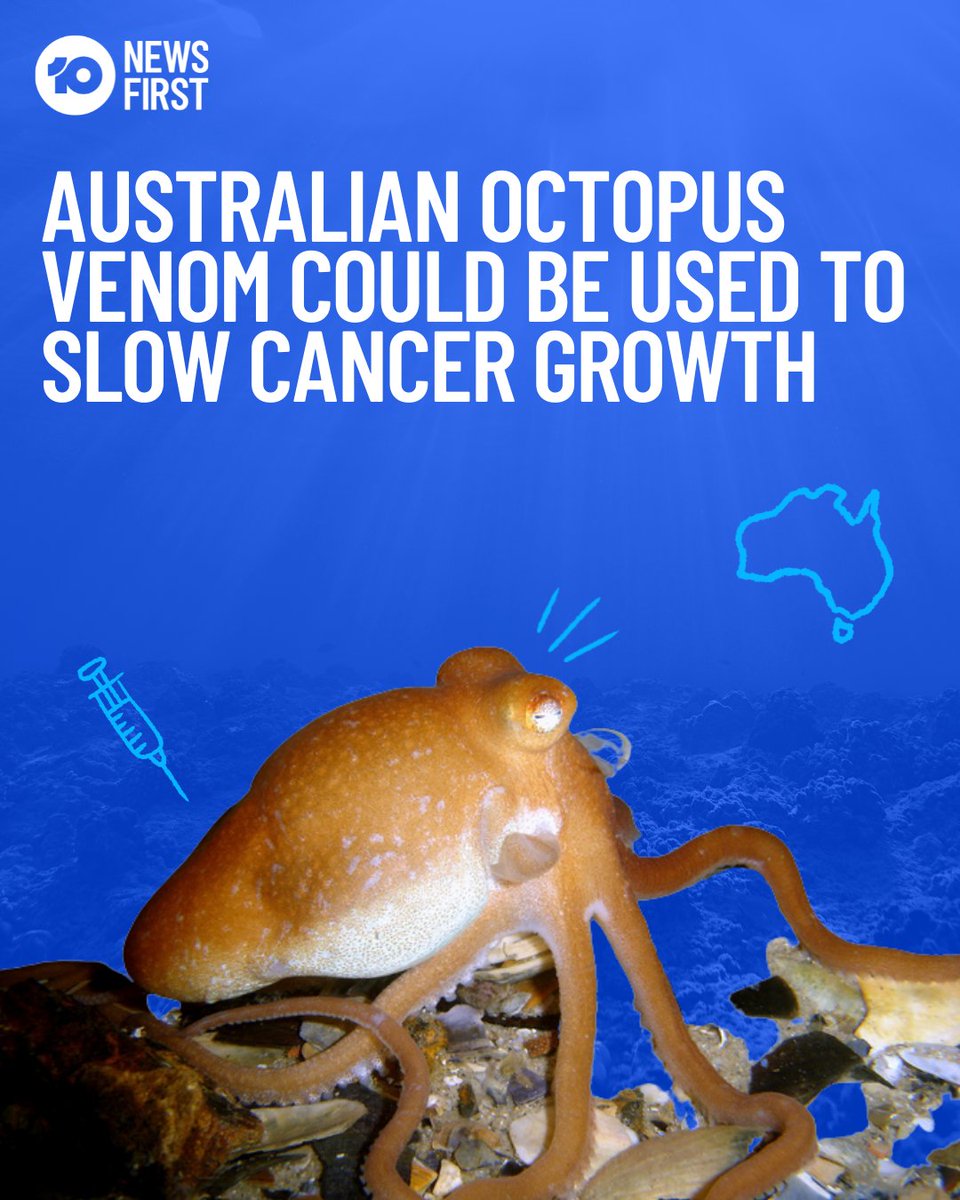 The venom of Australian octopuses might significantly slow cancer growth and help fight one of the most serious forms of melanoma, according to a new international study.
