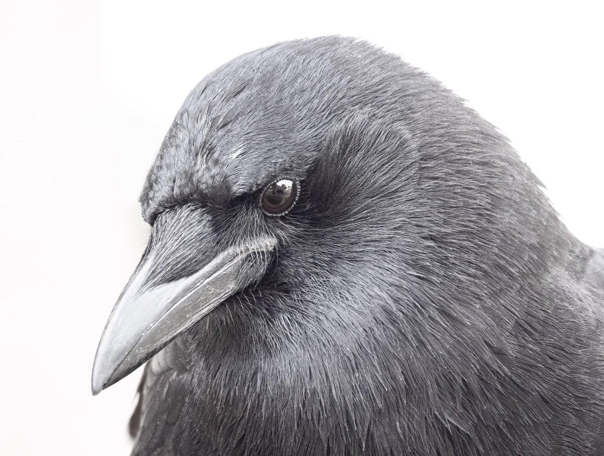 Dennis the Swooper — he may be slightly pesky, but is very obliging for portraits. Looking very suave now, after a rugged moulting season. #denniscrow #citycrowstories #crowportrait