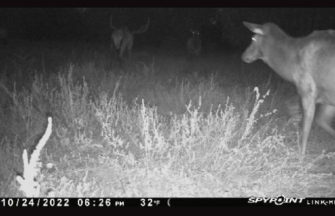 I often wonder when the Coyotes are howling and the Elk are bugling back and forth at night here if they're really not just trash talking each other.