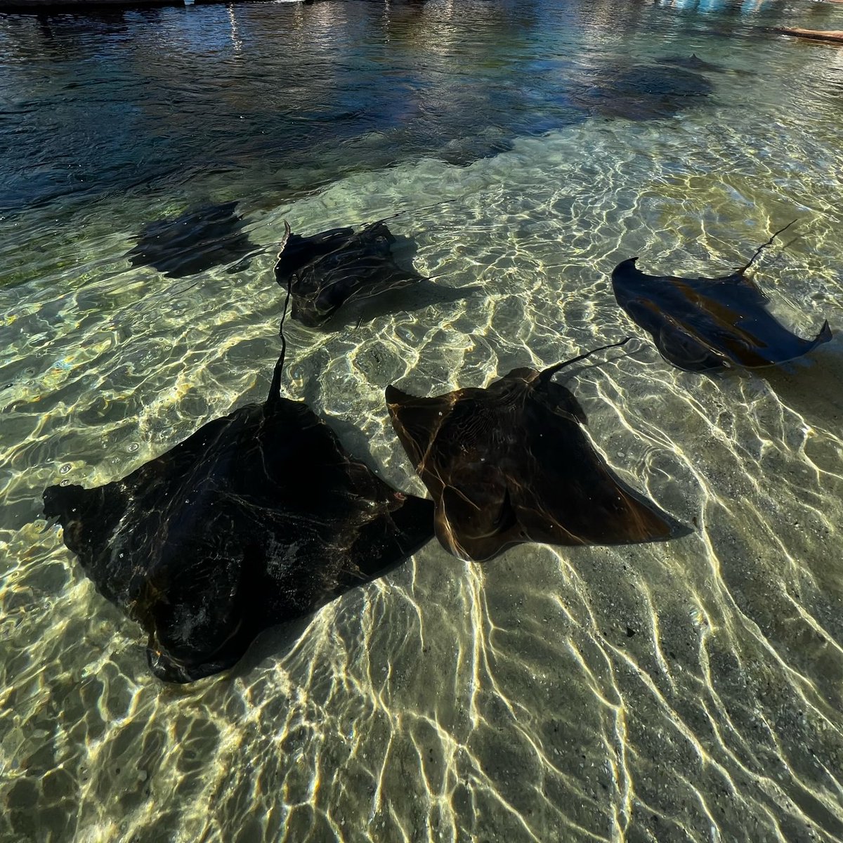 it's a beautiful day here in #PortStephens today and our are rays enjoying the sunshine ☀️💙 book now to come get up close with these beauties!

#RayEncounters #visitNSW #IncredibleByNature