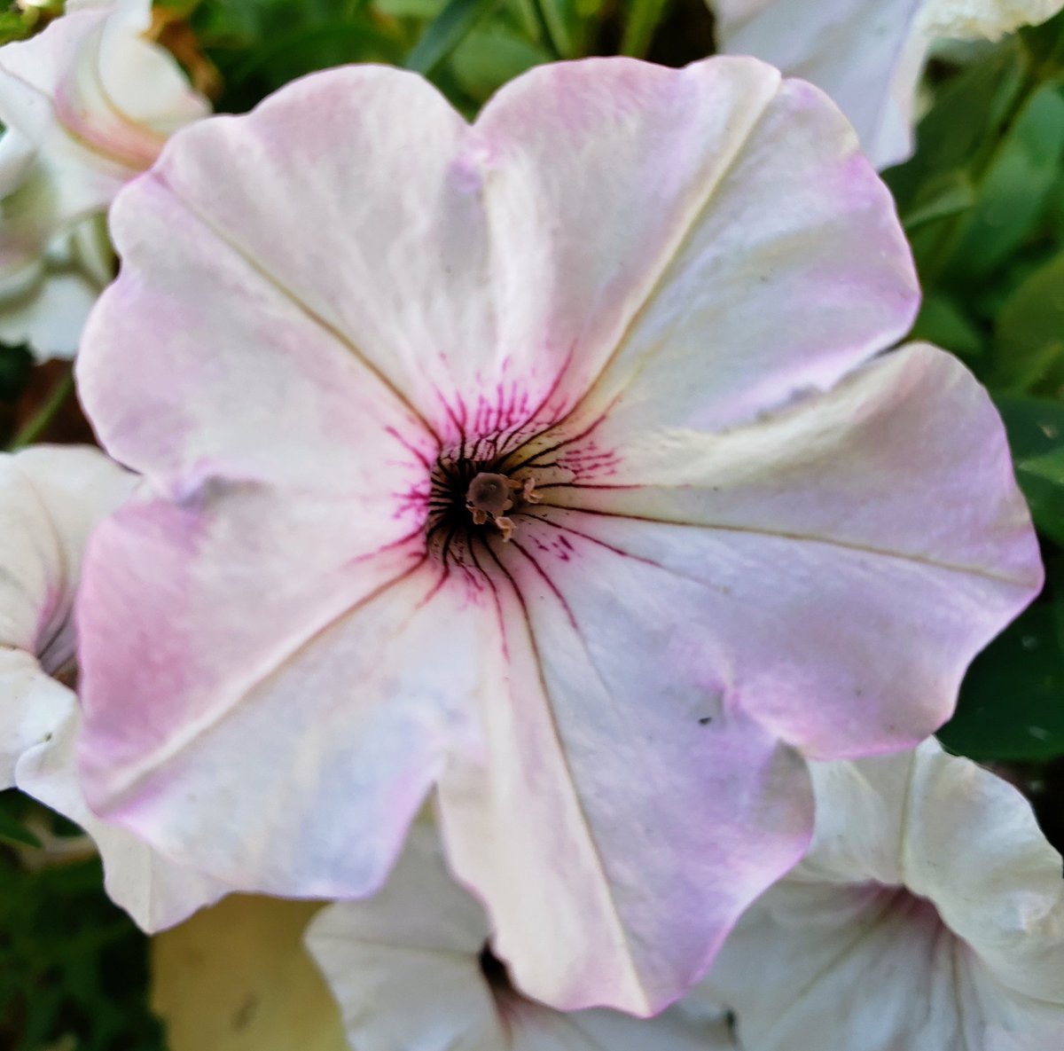 More petunias in my garden trying to catch what's left of the season.