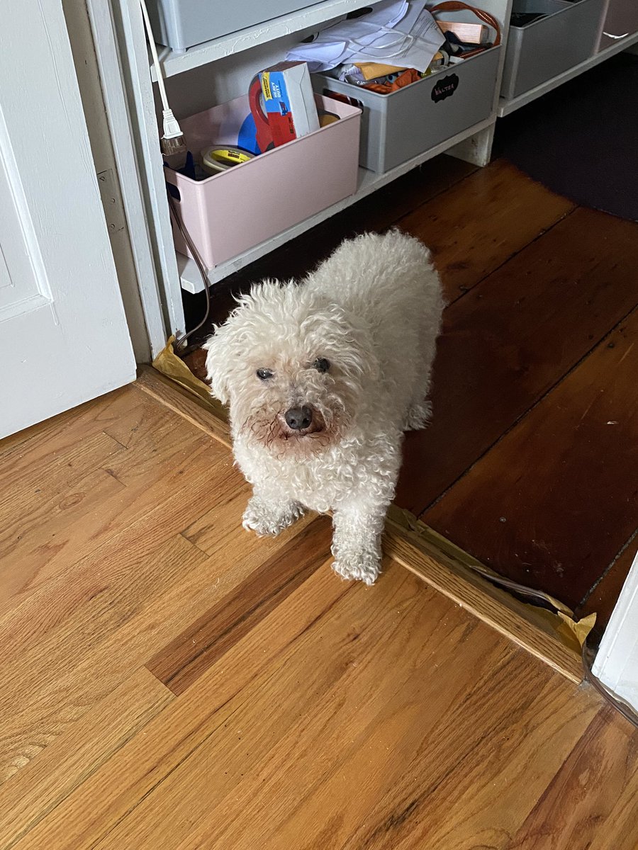 R_Claw's tweet photo. @elizaorlins @MollyJongFast I picked up my Walters ashes last week. Not a day has gone by that I haven’t cried about him. Love of my life. https://t.co/kZzS3Lhlnz