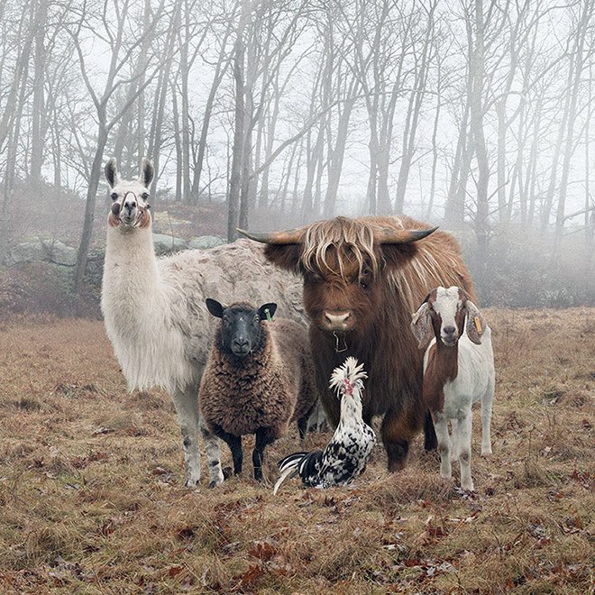 Real Animal Facts (not made up) tweet media
