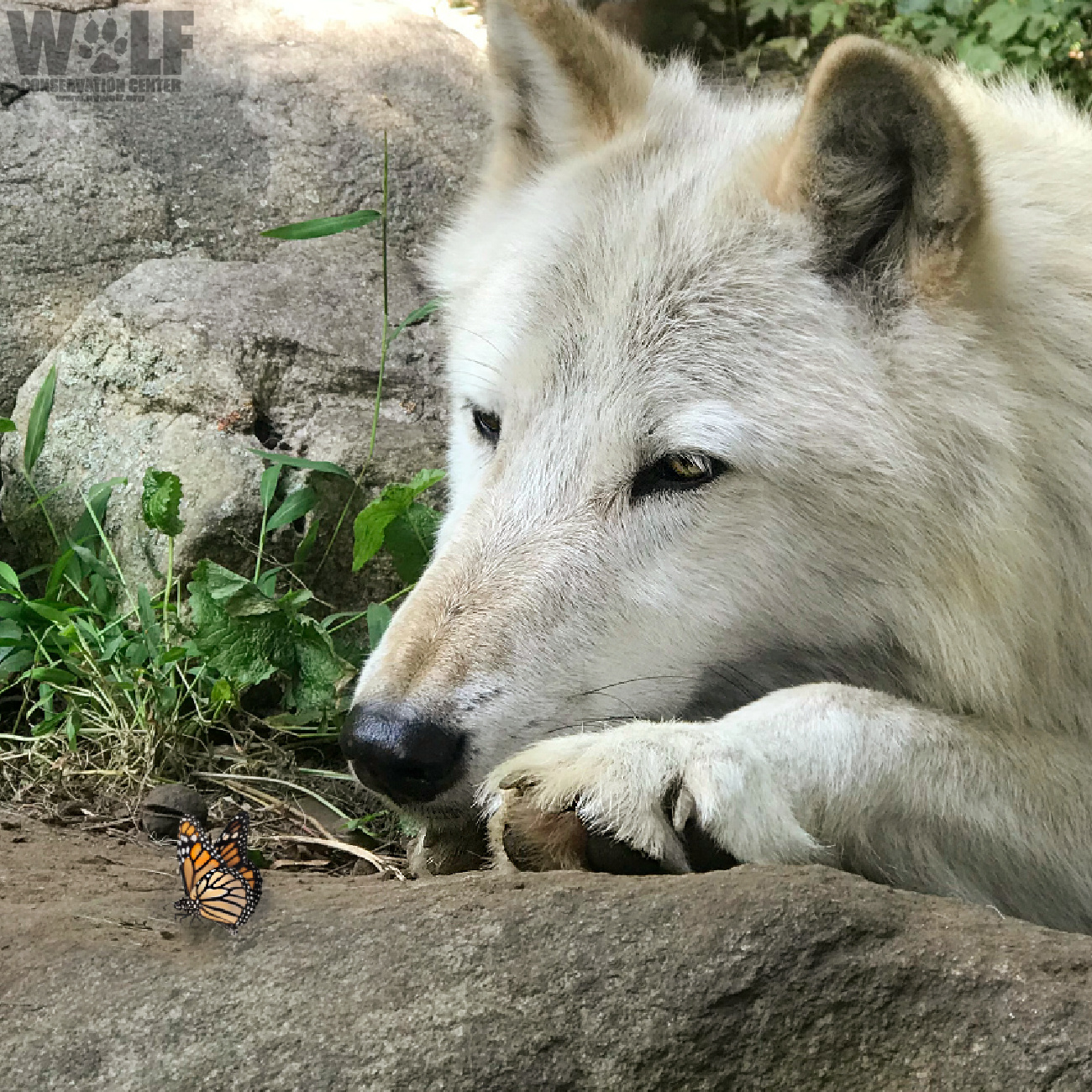 Wolf Conservation Center on Twitter: Wolf Conservation Center on Twitter: