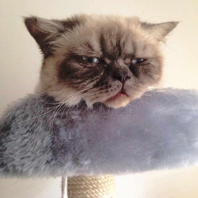 smilefilth's tweet photo. My :-( cat. https://t.co/3tM1hs4dwW