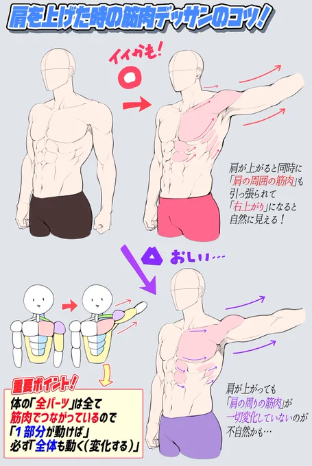 肩を上げたときの『筋肉の変化』💪

全編3ページ分👇
https://t.co/VfGnTl3Ufd 