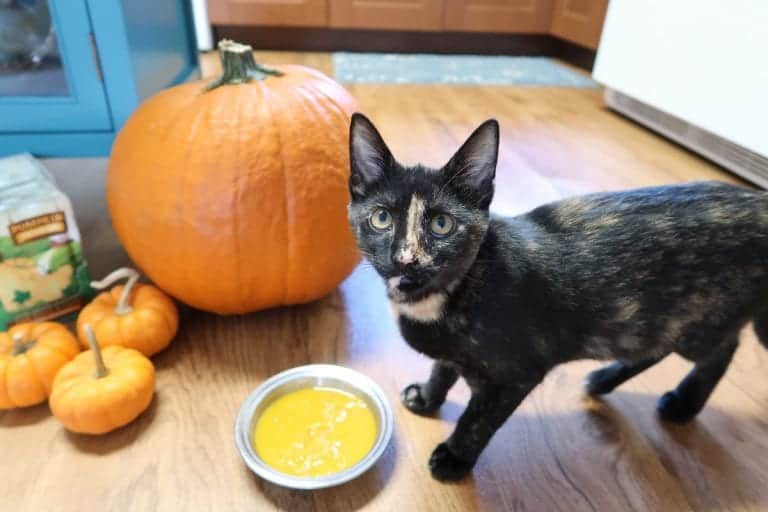 #NationalPumpkinDay #cats #healthyfood #pumpkins #knowledgeispurrwer

'This tasty treat isn't just yummy, it's got some great health benefits for your feline to enjoy year round!'...