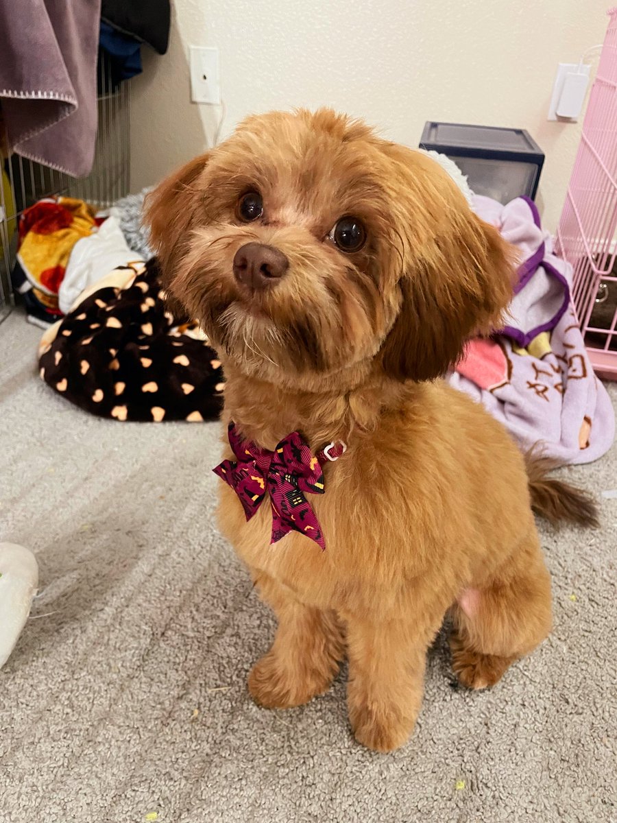 💙Ashlee💙 (@mittsforkitts) on Twitter photo 