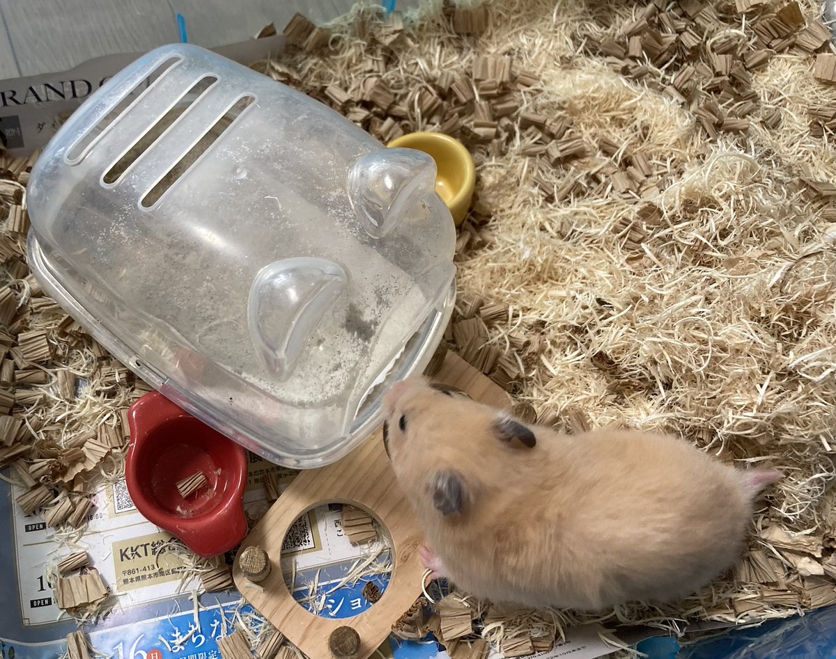 MusukeRisuke's tweet image. ちゃぶ台返しに成功したミニさん
 #ハムスター  #ハムスターのいる暮らし