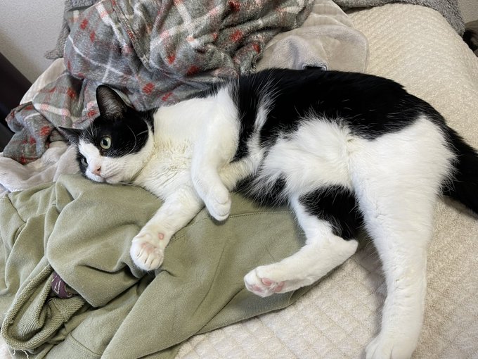 いやねこの話ししよ。これがねこです 