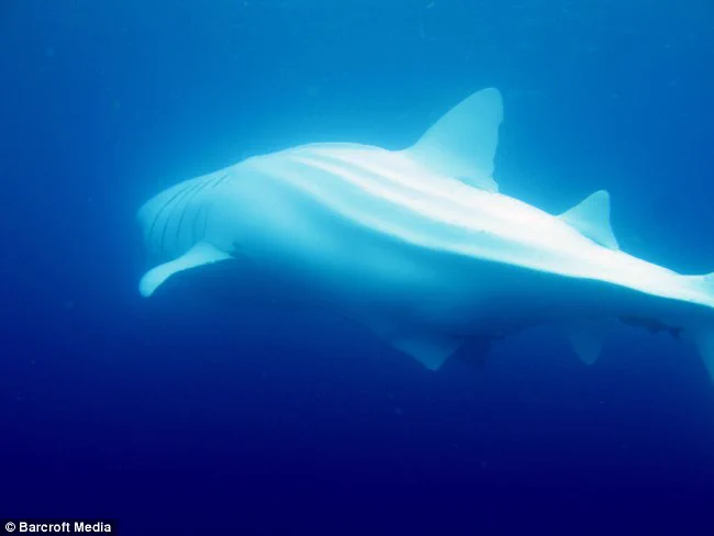 Sedna is an Albino Whaleshark^-^ 