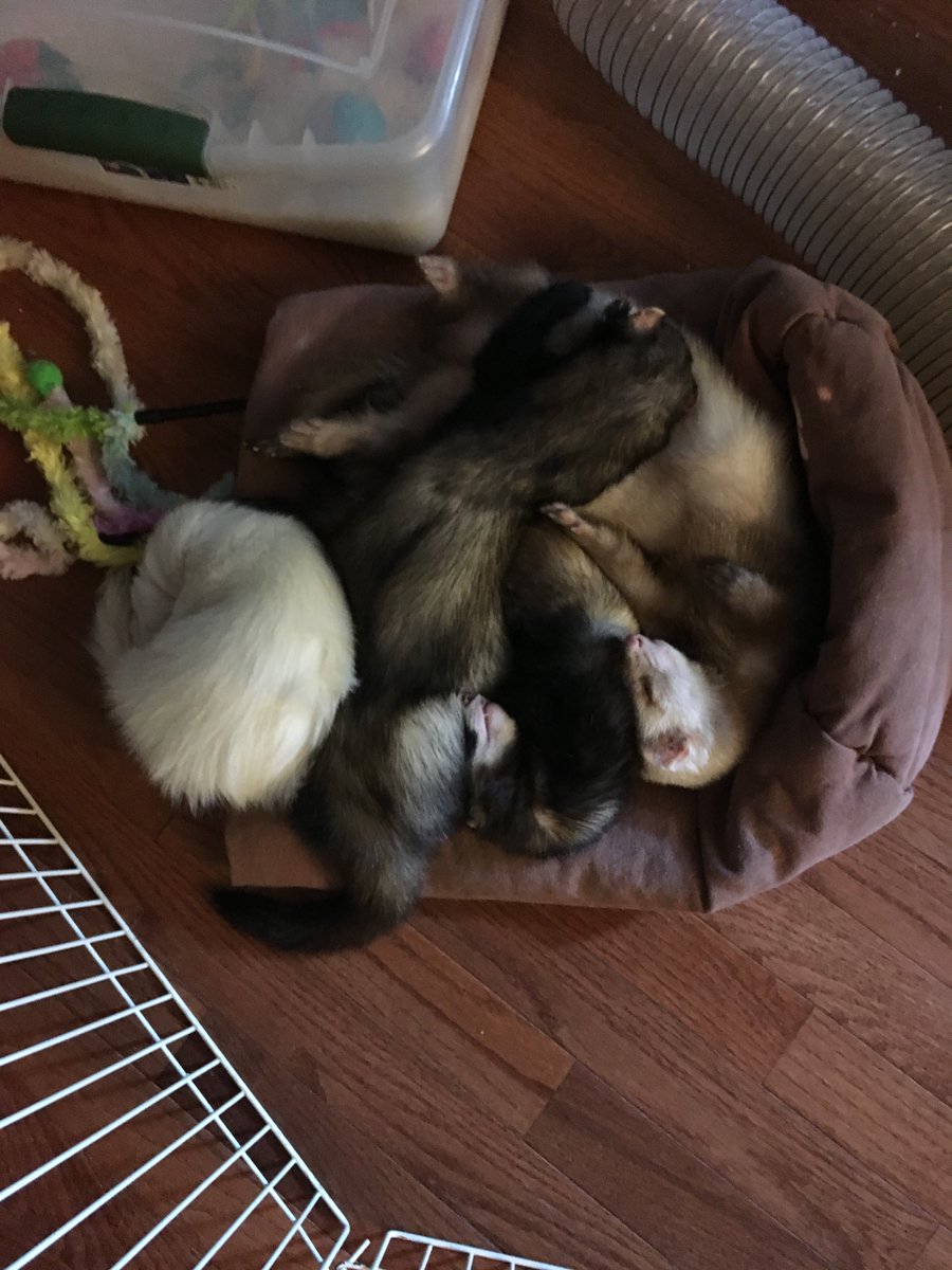 wispedheart's tweet photo. She finally gets to see her brothers again. Im gonna miss her, though https://t.co/7gqsHYARHI
