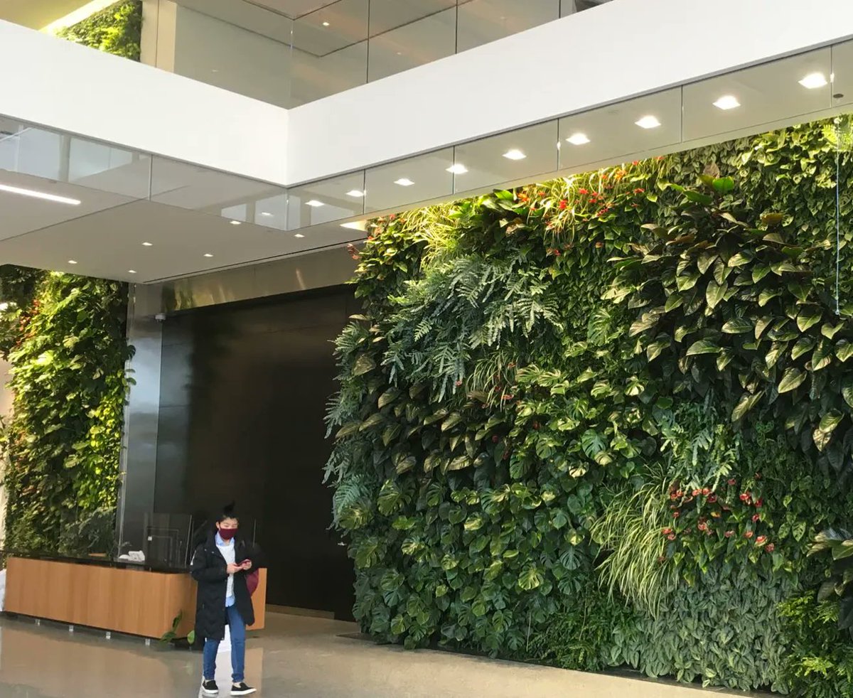 Spanning over 1000sqft and two stories, this #Biowall greets visitors near the welcome lobby desk with waterfalls of ferns and rainforest flora. But it's the sharp architectural lines above that really give this #livingwall a sense of contrast. <a href="/clarkbuilds/">Clark Construction Group</a> <a href="/gensler_design/">Gensler</a>